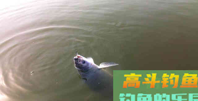 钓到大青鱼，原塘主要200块，钓友把鱼踢入水中