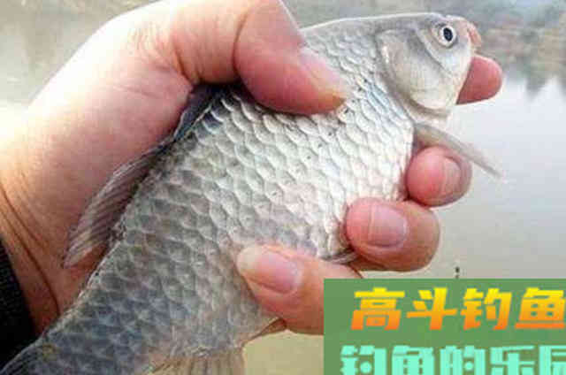 刚立秋，我就用特色鲫鱼钓法