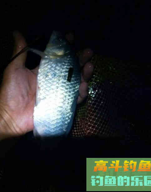 冬季怎么夜钓鲫鱼？钓鱼高手教你