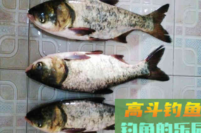 钓不好鲢鳙鱼,那就看看这些垂钓心得 钓不好鲢鳙鱼,那就看看这些垂钓心得