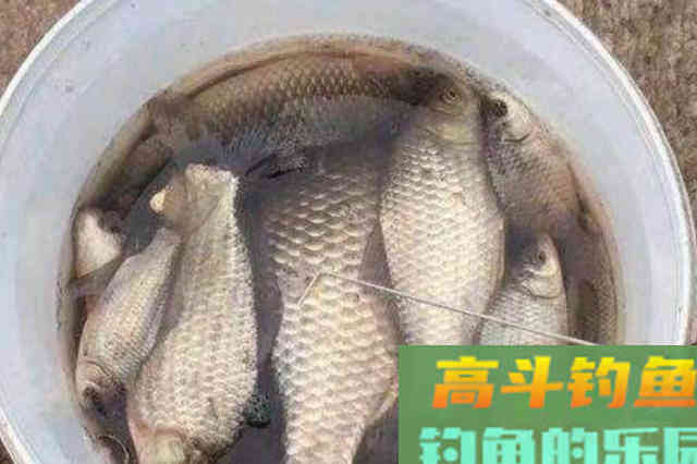天冷，钓大鲫鱼，试过这3招的人，没一次空手而归