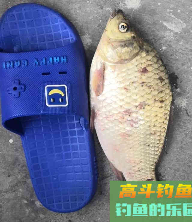 深秋钓鲫鱼:留意这3点,大板鲫连竿到爆 深秋钓鲫鱼:留意这3点,大板鲫连竿到爆