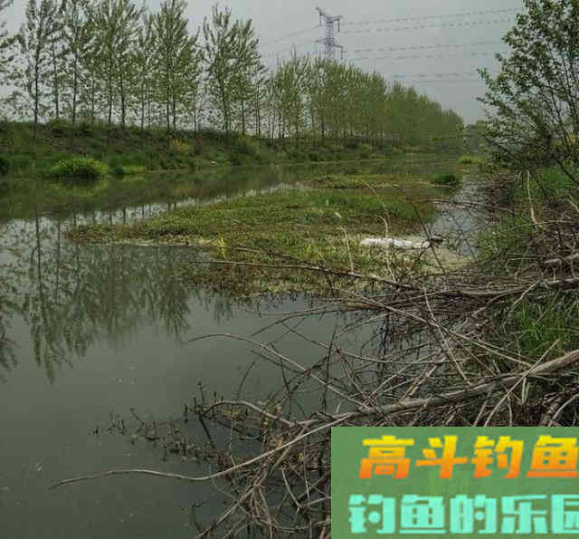 野河短竿抽钓，拉饵离底滑钓鲫鱼，30多条鲫鱼连竿咬钩