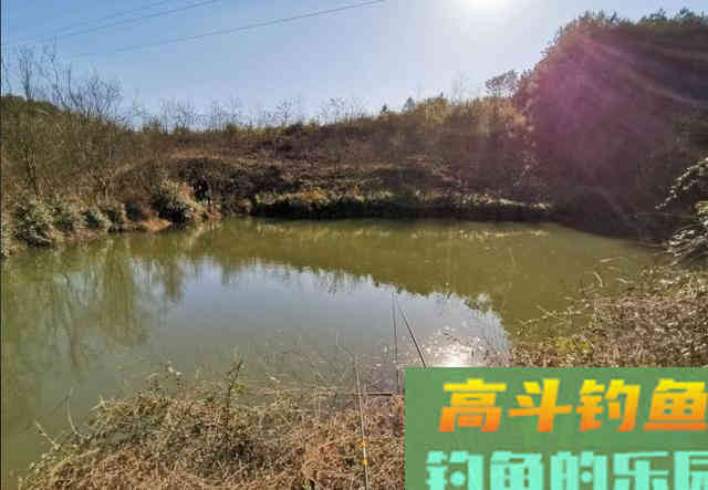 连续钓了荒废山塘里的不少白鲫,鱼获为何反降不升 连续钓了荒废山塘里的不少白鲫,鱼获为何反降不升