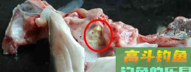 唯一一种鱼没牙齿贵的鱼，青鱼的无奈，四大家鱼中最难的一位