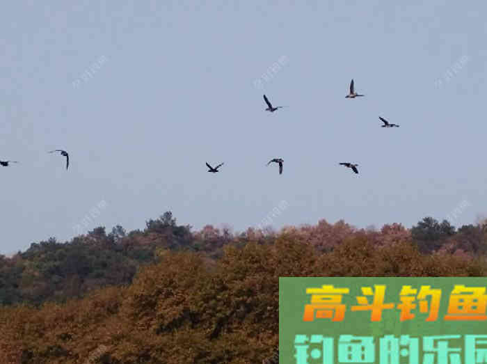 冬钓轻口鲫鱼的方法，谈鲫鱼若干漂相与应变技巧