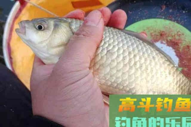 七月一到，唯独这鲫鱼钓法才最可靠