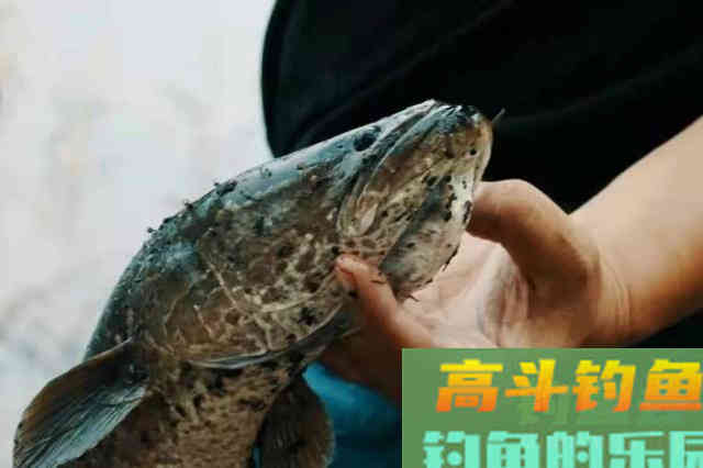 热天一旦换用这钓法，黑鱼接二连三的上