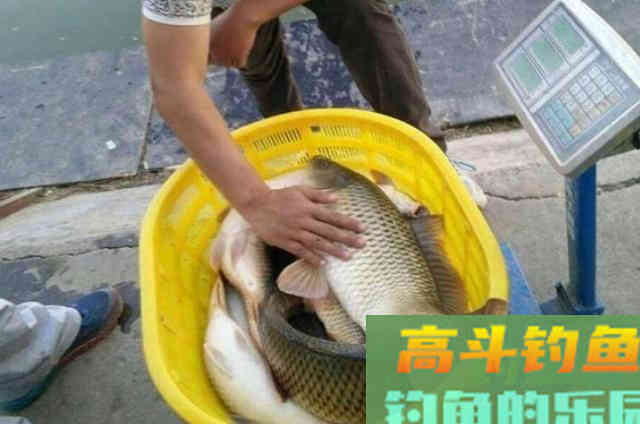 钓鲤鱼唯独这饵才靠谱，刚下竿就有口