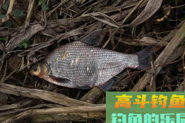 只要窝子打得对路子,连蚯蚓都能钓上来草鱼 只要窝子打得对路子,连蚯蚓都能钓上来草鱼