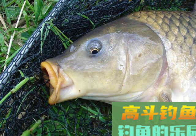 你与鲤鱼之间的距离，只差一个钓位，选错是喂鱼选对才是钓鱼