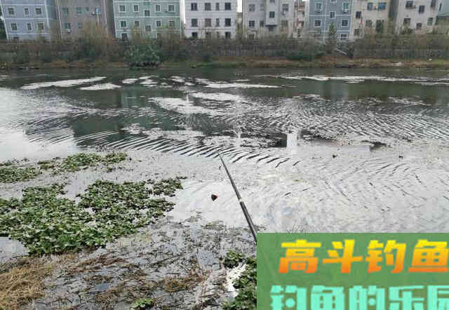 冬钓鲤鱼得先找“窝” 冬钓鲤鱼得先找“窝”