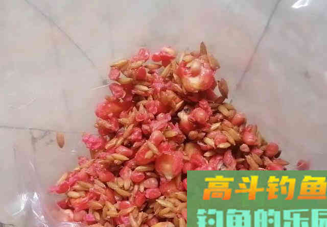 酒米打窝能诱鲤鱼吗？喜欢钓鲤鱼的注意