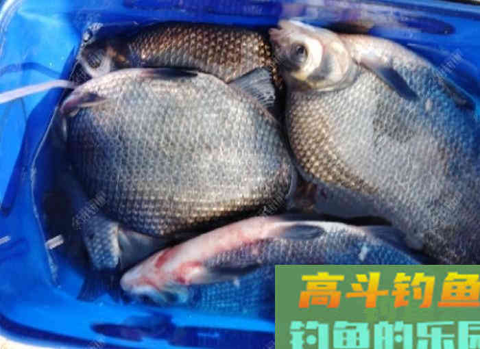 全方位谈钓鳊鱼的见解与体会，助你钓获大鳊鱼