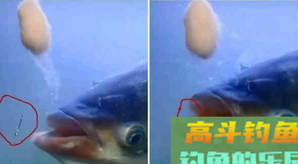 冬季钓鲢鳙的4大注意事项 冬季钓鲢鳙的4大注意事项