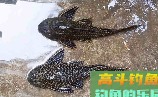 被人唾弃的清道夫，并非无一是处