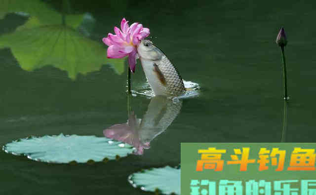 春末升温好野钓，自然水域钓草鱼这三招是重点