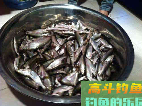 春末钓白条，抽水皮打行程，为何渔获总是时好时无