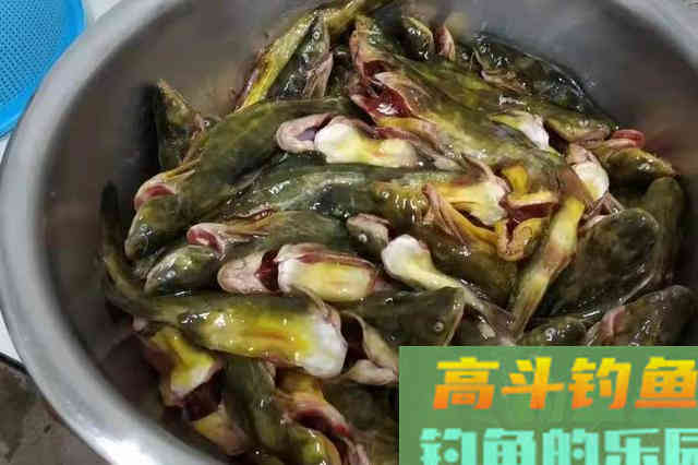 黄骨鱼按我说的钓，二十年老司机都得拍手叫好