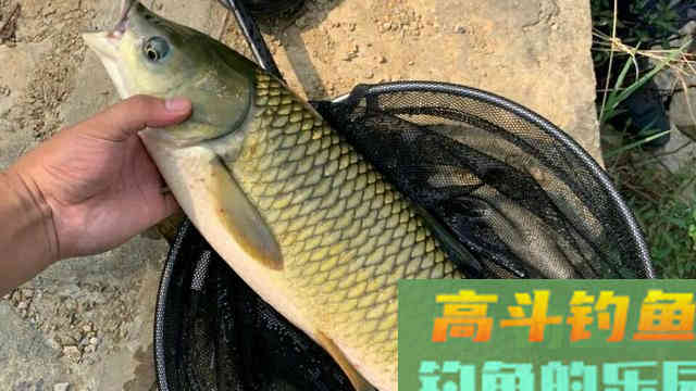 作钓草鱼，学会这样去调钓，钓底钓浮一招搞定