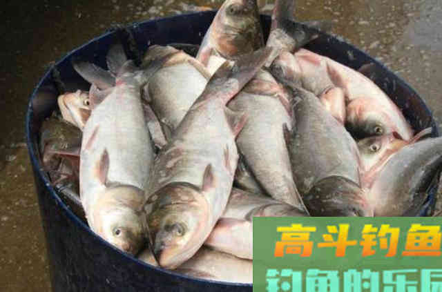 到了八月，我就只想用这鲢鳙钓法