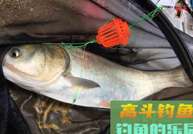 钓鲢鳙遭遇白条闹窝怎么办 钓鲢鳙遭遇白条闹窝怎么办