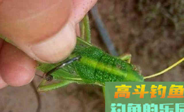 秋季钓鲤,选择不同类型的钓位,可以尝试不同的饵料 秋季钓鲤,选择不同类型的钓位,可以尝试不同的饵料