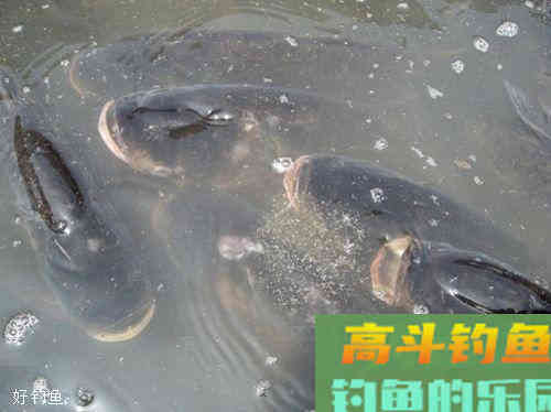 钓花鲢的小技巧你到底知道多少？