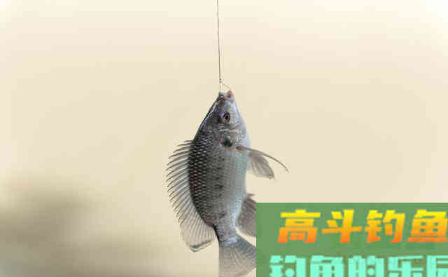 非洲鲫鱼到底有何，魅力让钓鱼人又爱又恨