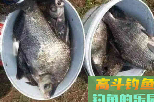 钓鳊鱼,热天改用这钓法,二十年老司机都得折服 钓鳊鱼,热天改用这钓法,二十年老司机都得折服