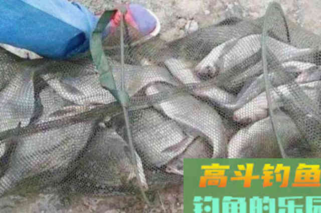 这鳊鱼钓法果然一试就灵！刚下钩就有口