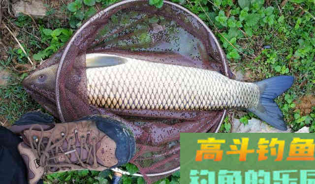 用玉米钓草鱼，学会这种调漂方法，想钓不到鱼都难