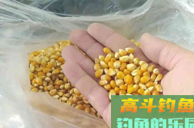 这鳊鱼钓法果然一试就灵！刚下钩就有口