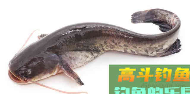 近乎导致野外鲶鱼灭绝的钓法，当下季节凸显奇效