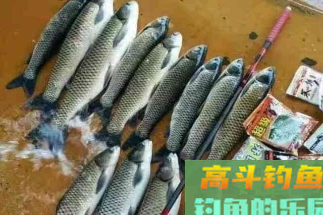 对付草鱼，究竟用浮钓还是底钓？老司机实话实说