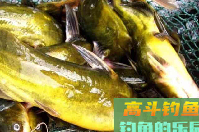 初秋钓黄骨鱼，还不换用这3招，劝你早点收竿回家