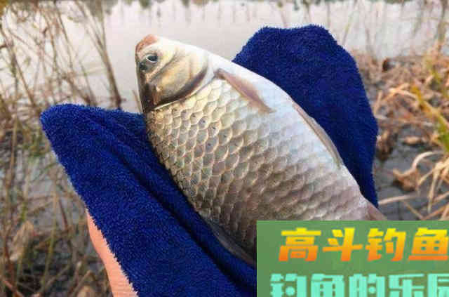 难怪上钩的鲫鱼巴掌大,原来有3大招式 难怪上钩的鲫鱼巴掌大,原来有3大招式