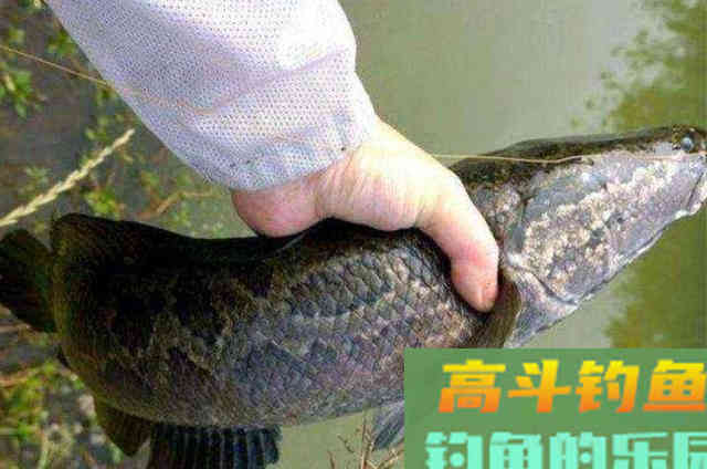 秋分一过，我就这样征服大黑鱼