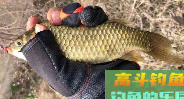 长江钓鲤鱼，连竿作钓6条大鲤鱼，夏钓野生鲤鱼爆护教学