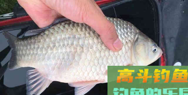 用这种笨办法，立刻区别土鲫、银鲫和工程鲫