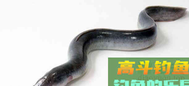 寿命50年的鳗鱼，产卵一次便死亡，要如何钓