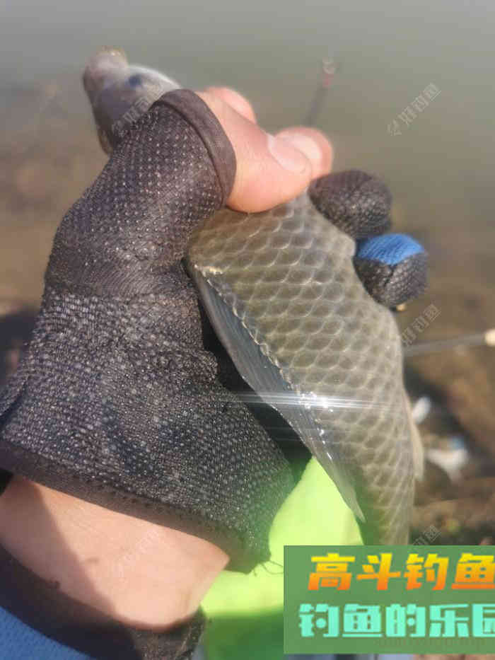 初春双竿钓鲫鱼的一点体会
