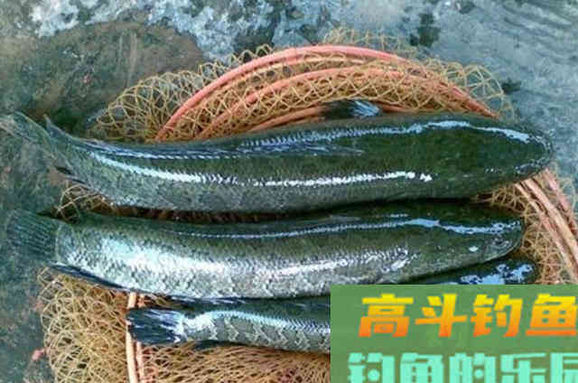 秋分一过，我就这样征服大黑鱼