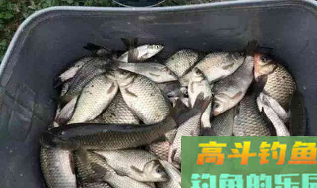 野钓大鲫鱼,这样抓口,有口就上鱼 野钓大鲫鱼,这样抓口,有口就上鱼