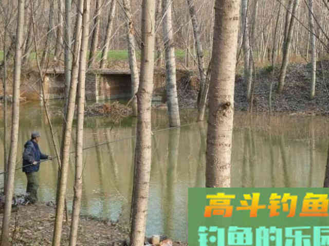五至八度的冬天,到底还能不能钓到鲢鳙 五至八度的冬天,到底还能不能钓到鲢鳙