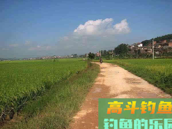 两斤的鲮鱼能切2.0的子线，这种鱼该如何垂钓？