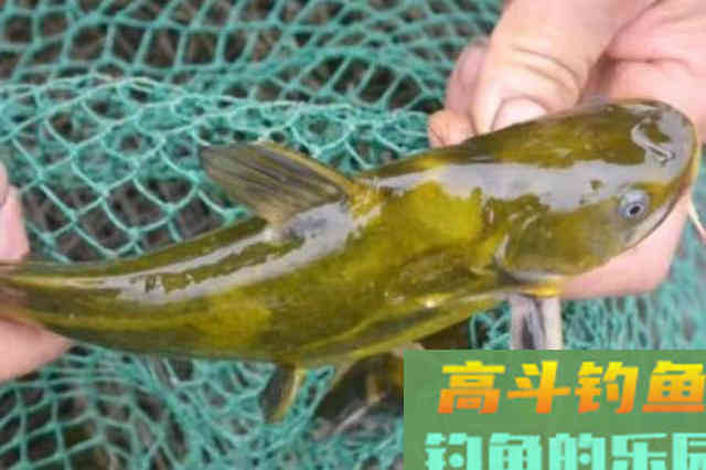 一到热天，黄鸭叫就不吃钩，无奈之下只好用这狠招