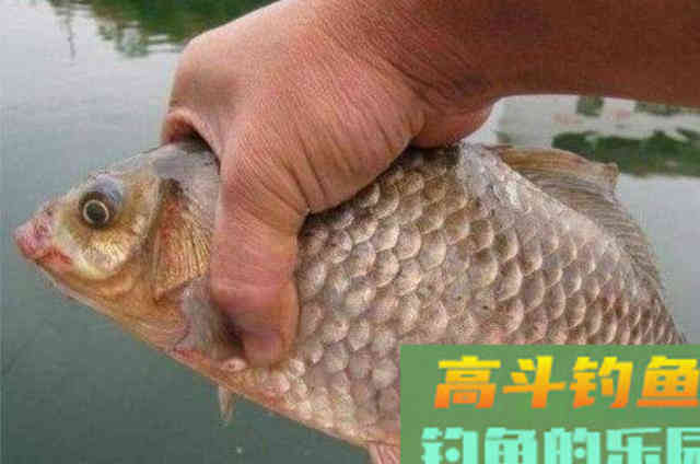 五月了,大板鲫只需照我说的钓,鱼护爆满 五月了,大板鲫只需照我说的钓,鱼护爆满