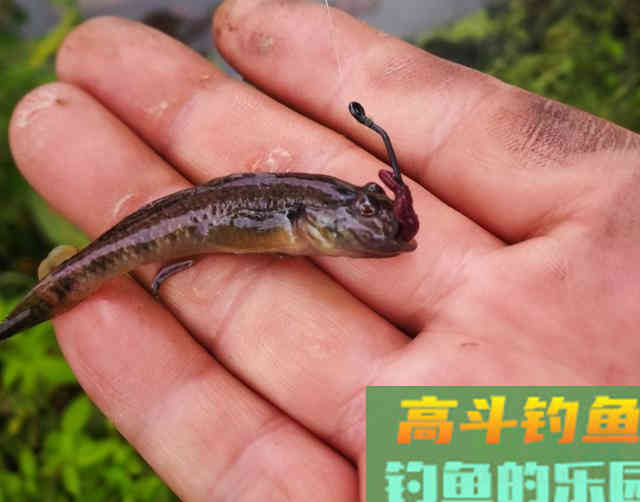 &ldquo;乙&rdquo;字钩，这种钩型是钓鲫鱼的利器