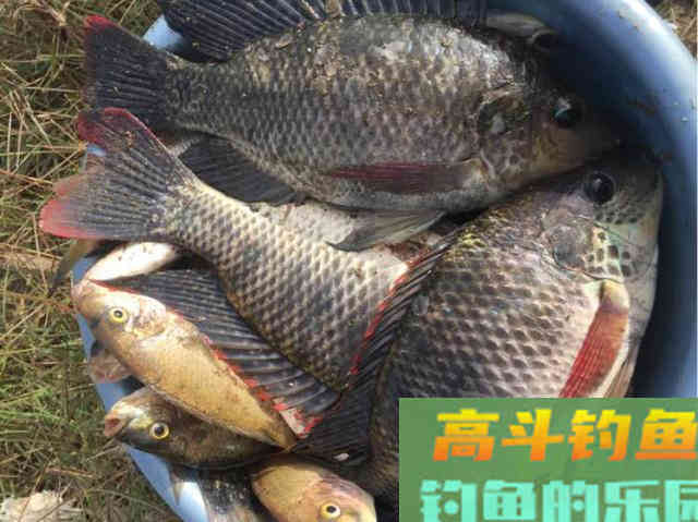 罗非鱼的习性解析，解析它爱谈恋爱的钓法